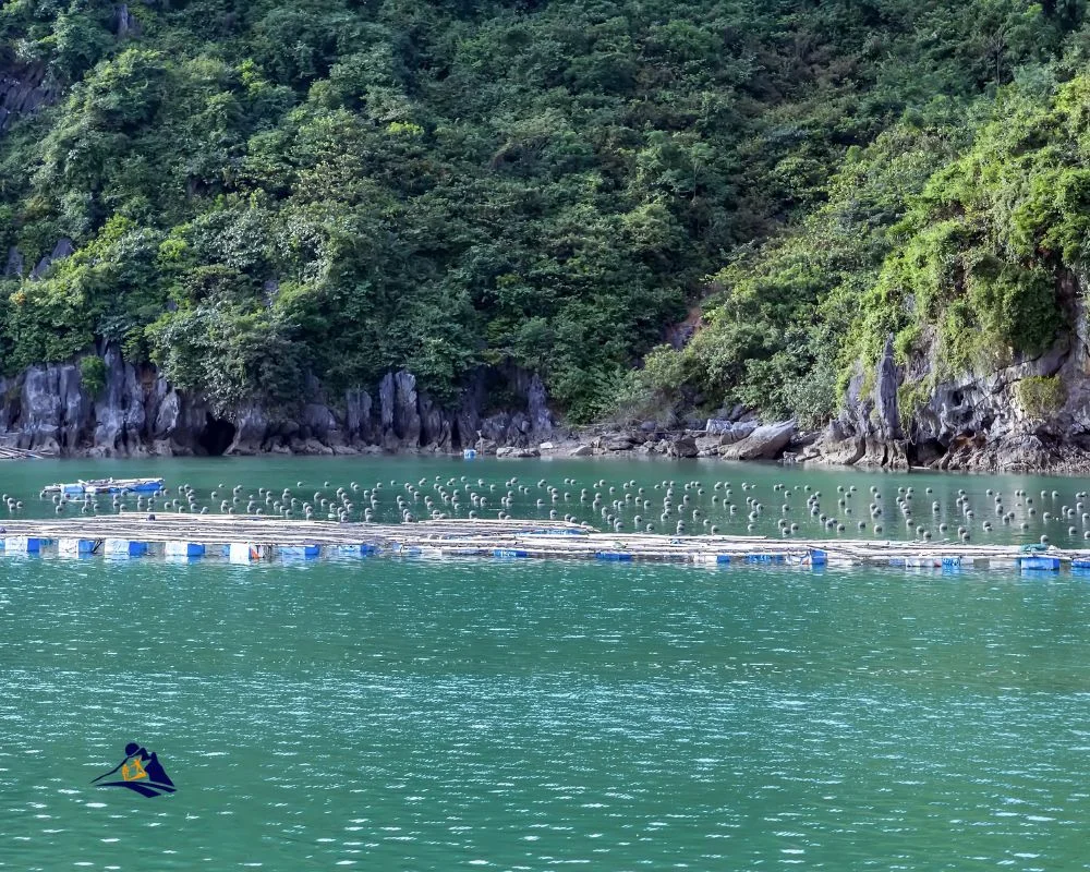 Hạ Long Tour Consultant