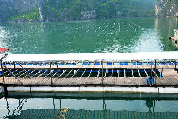 Hạ Long Tour Consultant